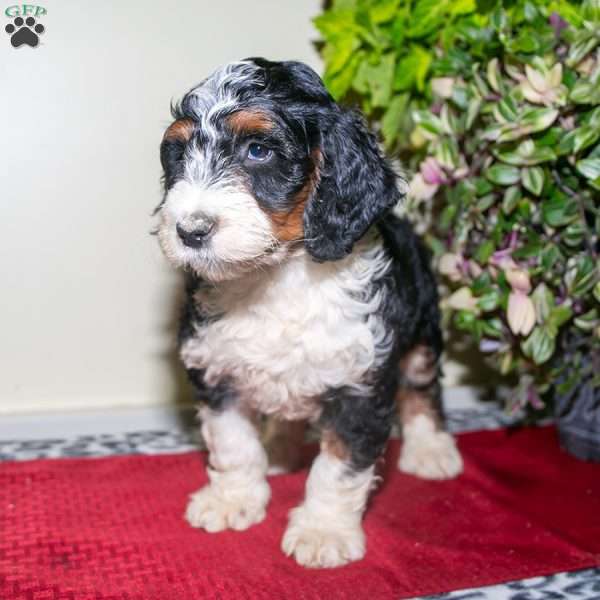 Kelsie, Mini Bernedoodle Puppy